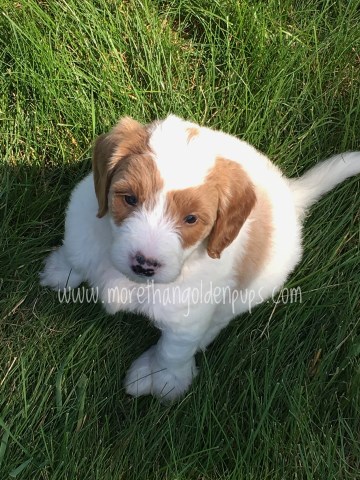 Goldendoodle puppy for sale + 58098
