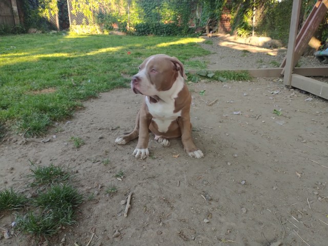 American Pit Bull Terrier puppy for sale + 64781
