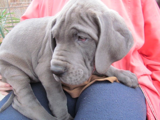 Great Dane puppy dog for sale in Hamilton, Michigan