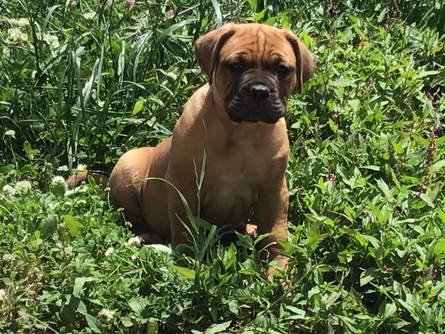 Dogue De Bordeaux puppy for sale + 65998