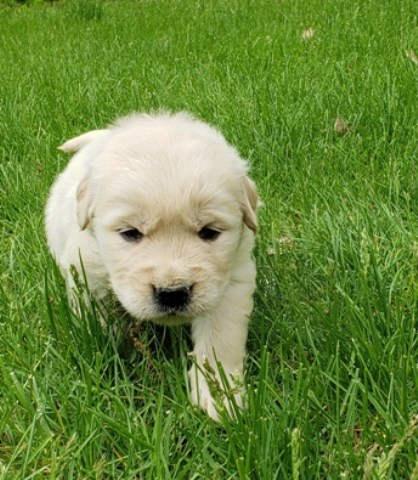 Golden Retriever puppy for sale + 53107