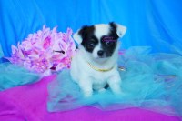 Chi WOW WOW Puppy Chihuahua for sale/adoption