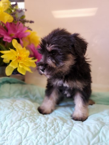 Miniature Schnauzer puppy for sale + 62053