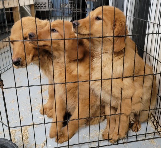 Purebred Golden retrievers born Oct 13, 2022. call 231 821 9399 or 231 821 2603