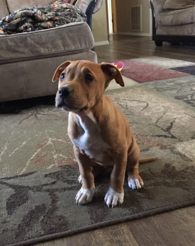 ADBA registered Pitbull Terrier Puppy for sale