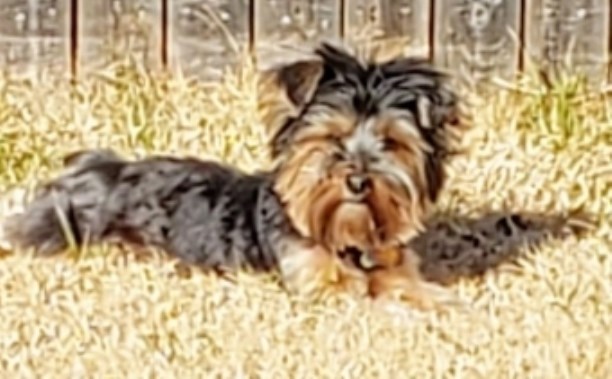 For Sale Morkie