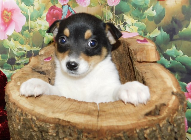 Chicago  RAT Terrier Mix TYPE.