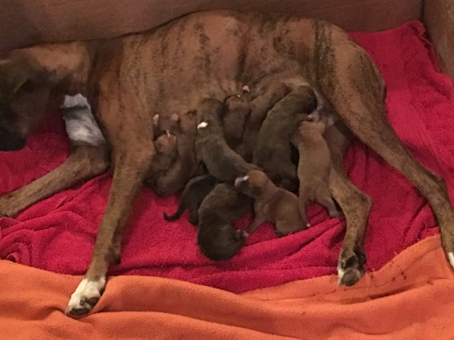 AKC Boxer puppies!