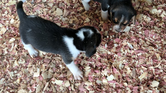 Purebred beagle pups