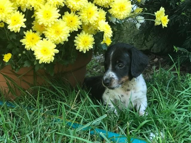 Dachshund Mini Piebald Male Granby Ct