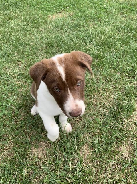 Border collie puppy