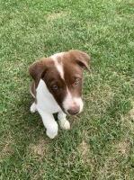 Border collie puppy Border Collie for sale/adoption