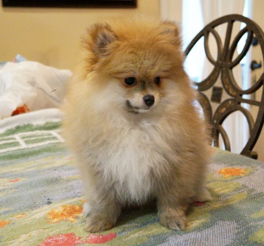 Pomeranian puppy dog for sale in North Western Cape South Africa