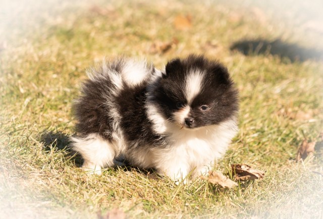 Dazzle- Adorable Pom girl!