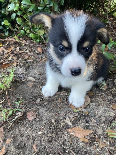 Pembroke Welsh Corgi puppy for sale + 65212