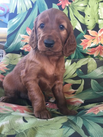 Irish Setter Puppies for Sale-Virginia