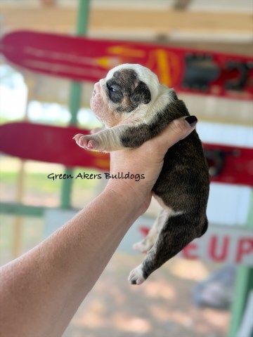 English Bulldog, F, Brindle/white, gen health tested CLEAR