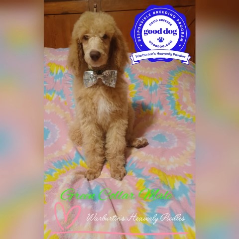 CKC reg Standard Poodle Puppies Ready To Go Now