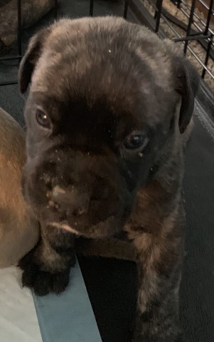 Bullmastiff puppy for sale + 55755