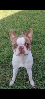 Boston Terrier Puppies Boston Terrier for sale/adoption