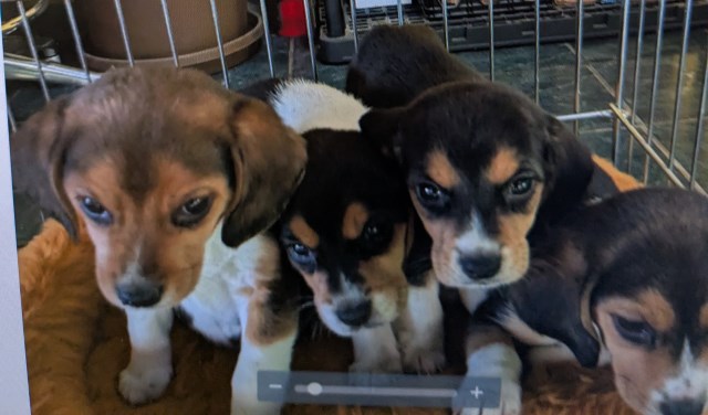 Beagle puppy for sale + 66512