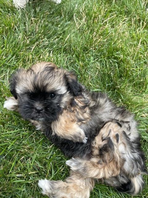 Poodle & Shih Tzu mix, puppies