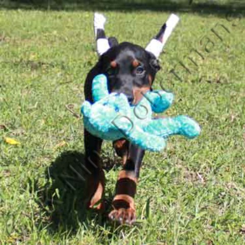 AKC black male doberman puppy called Diesel