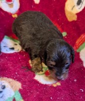 Cedar Grove Dachshunds Dachshund for sale/adoption