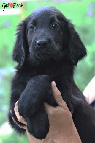 flat retriever puppies coated dog breeder early spring 2021 quality freedoglistings