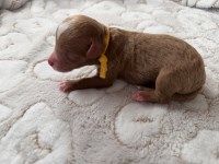 Mini F1bb Bernedoodle - Meet Marshmallow Bernese Mountain Dog for sale/adoption