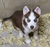 Siberian Husky thumbnail