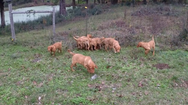 Labrador Retriever puppy for sale + 63932