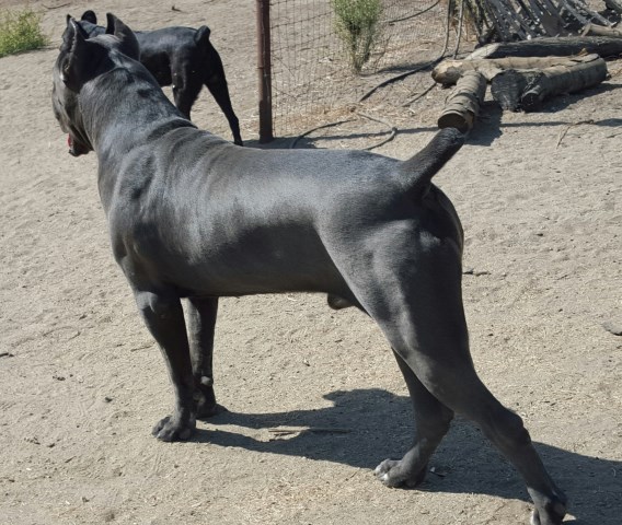 Cane Corso Puppies For Sale