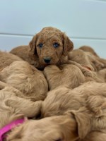 Christmas 2025 GoldenDoodles Goldendoodle for sale/adoption