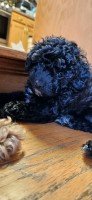 Female Toy Poodle Poodle Toy for sale/adoption