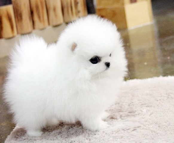 Pomeranian puppy dog for sale in LOS ANGELES CA, California