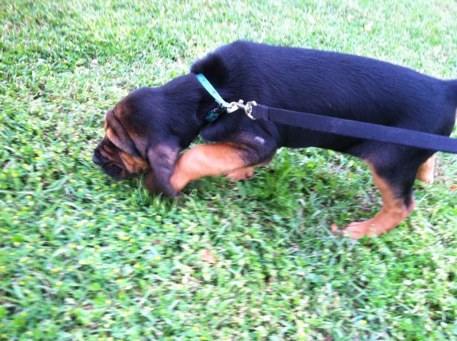 Bloodhound puppy dog for sale in South Africa