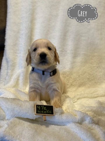 Golden Retriever puppy for sale + 63108