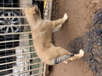 Sivas Kangals LGD Anatolian Shepherd Dog for sale/adoption