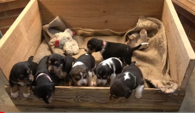Jackabee (Beagle Jack Russell) Puppies for Sale