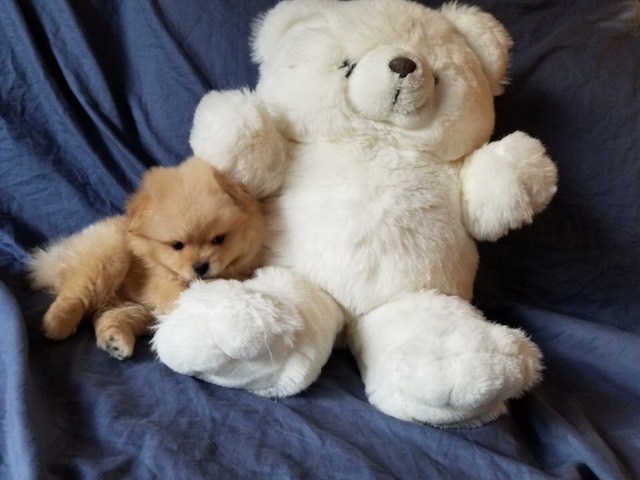 Pomeranian puppy for sale + 51948