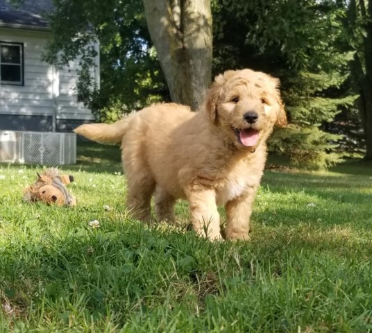 Goldendoodles F1B