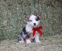 Pembroke Welsh Corgi thumbnail