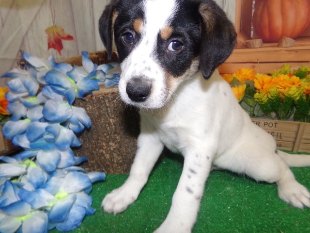 Farm Collie Babies. Super Smart.