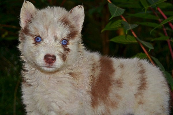 Siberian Husky puppy for sale + 46962