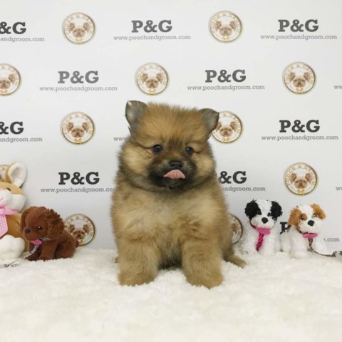 Pomeranian puppy for sale + 53296