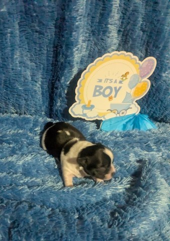 Chihuahua puppy for sale + 66913