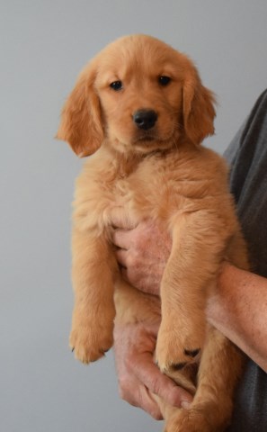 AKC Golden Retriever male NW Ohio Ready to go home now