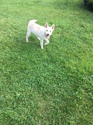 puppies german shepard rockford illinois