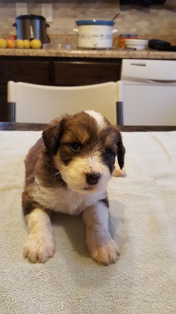 Aussiedoodles puppys for sale